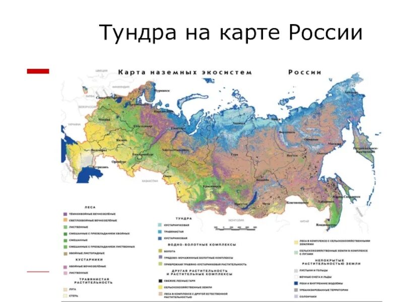 Географические различия в пределах разных регионов россии. Где находится тундра на карте природных зон России. Тундра и лесотундра географическое положение в России на карте. Зона тундры на карте России. Географическое положение тундры в России карта.