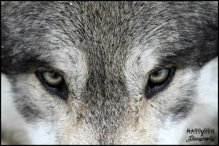 Pin on Nn Animals, Wolf