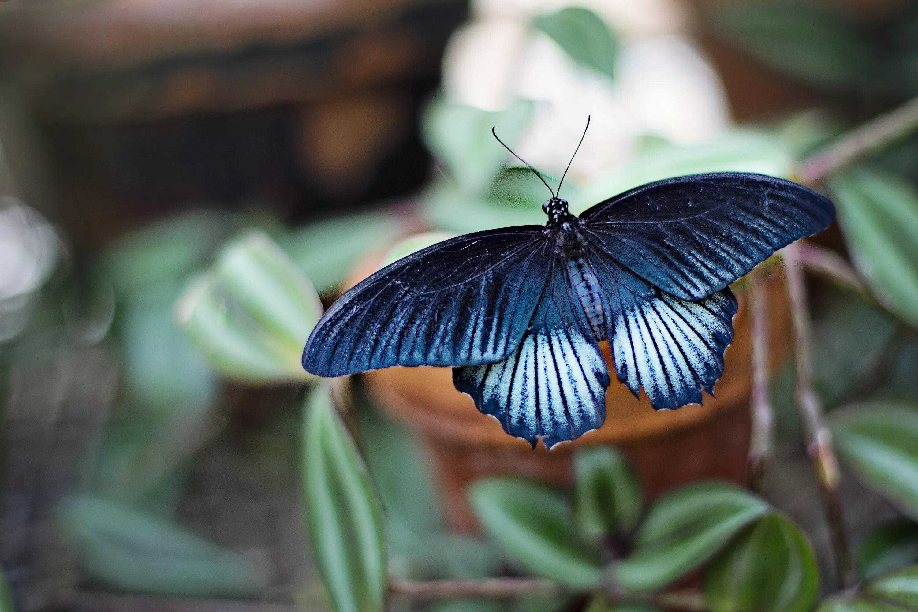 Появление темных бабочек в промышленных. Black Swallowtail бабочка. Papilio LOWI. Парусник Кочубей бабочка. Четырехкрылая бабочка.