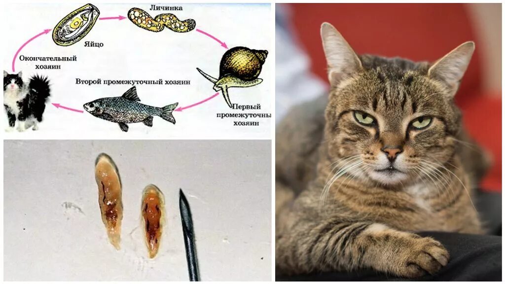 Описторхоз кошачий сосальщик. Описторхоз Кошачья двуустка. Деменция у кошек