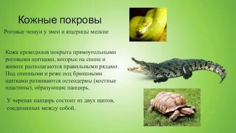 Имеет роговую чешую