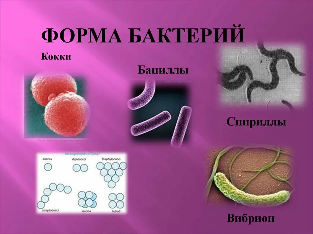 Как выглядит бактерия кокки. Кокки бациллы вибрионы спириллы. формы бактерий кокки бациллы. бактерии кокки бациллы вибрионы спириллы. форма бактерии вибрионы.
