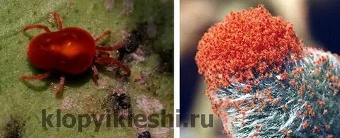 Как размножаются клещи