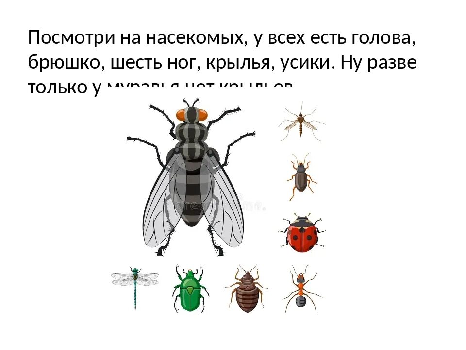 Насекомые 6 ног. Насекомые с 6 лапками. Шесть лап у насекомых. Количество лап у насекомых. Сколько лапок у 6 жуков