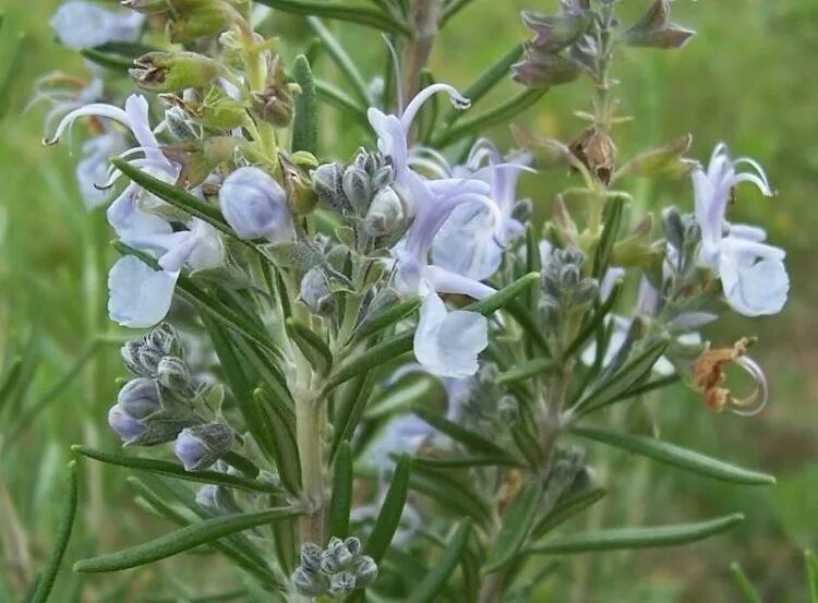 Rosmarinus officinalis prostratus. Розмарин бирюса. Розмарин корсикан блю. Розмарин лекарственный фармакогнозия. Розмарин серый.