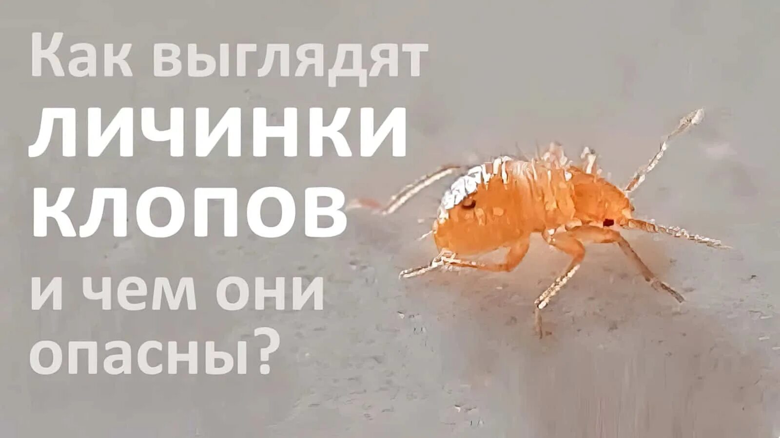 Тараканы гибнут при температуре