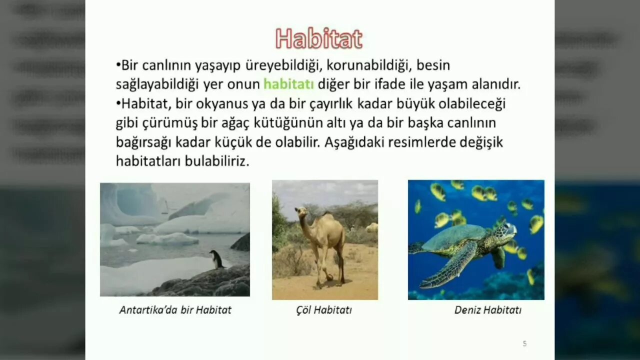 Habitat loss. Habitat картинка. Natural habitats предложения. Loss of natural habitats. Loss of natural habitats перевод.