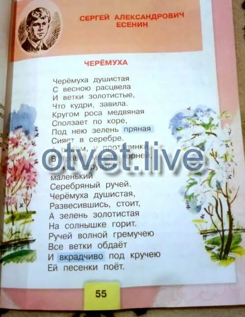Как быстро выучить стих черемуха 3 класс. Литература черемуха. стих черёмуха 3 класс. черемуха 3 класс литературное. стихотворение черемуха 3 класс.