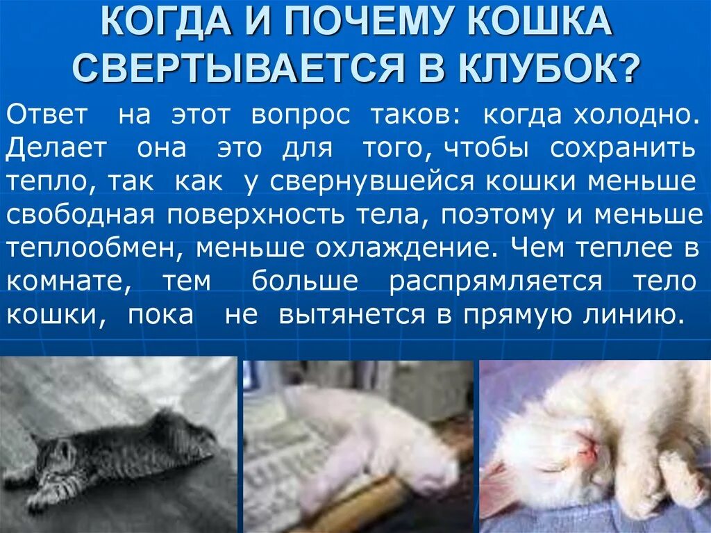 Отчего кошка. Почему кошка. кошка свертывается.