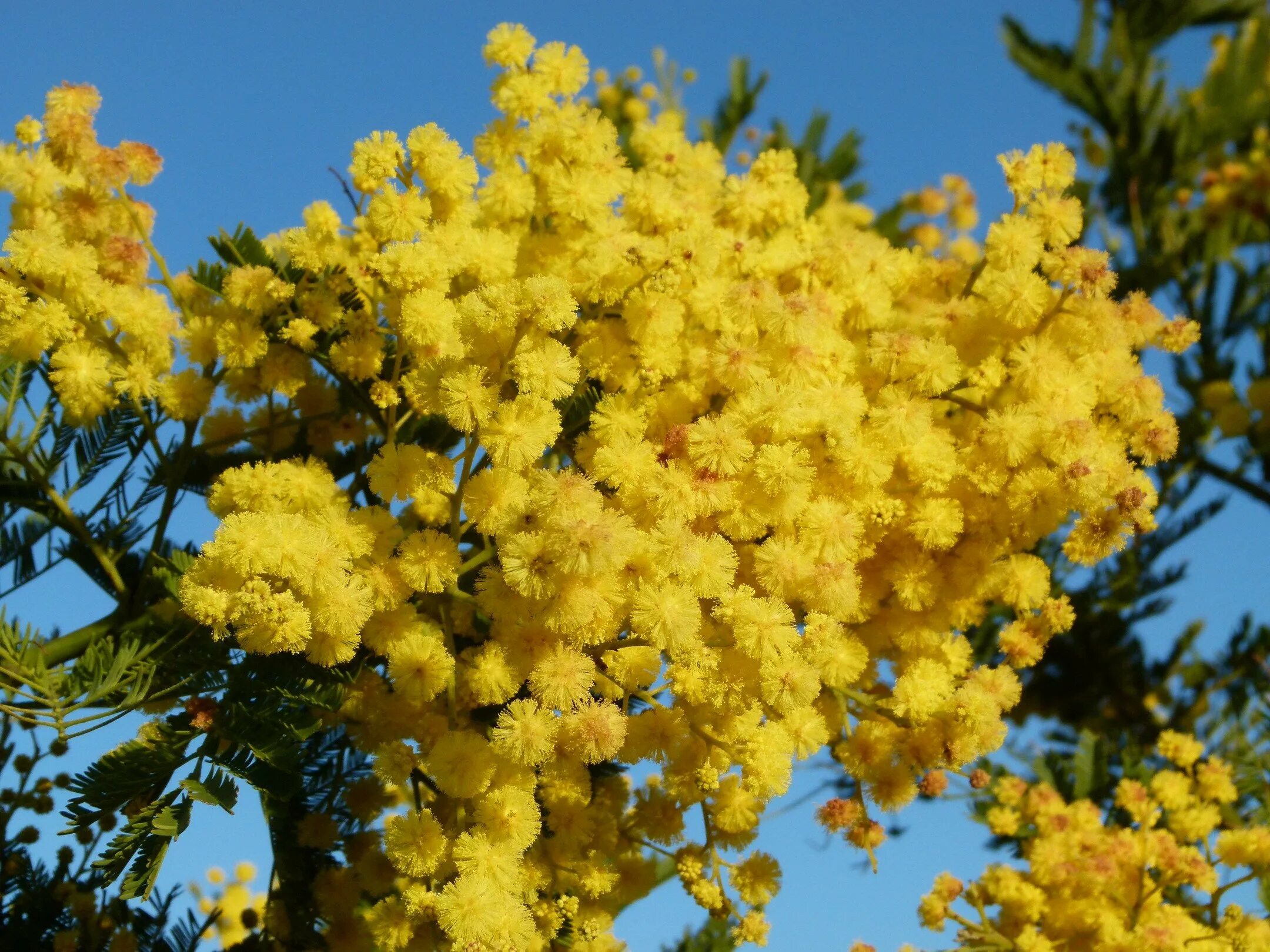 Сколько цветет мимоза. Акация серебристая Мимоза. Акация желтокорая. Акация серебристая (Acacia dealbata). Цветущая Акация Мимоза.