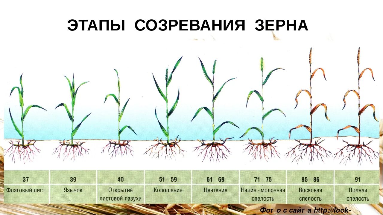 Вегетация определяется. Фаза кущения Яровой пшеницы. Фазы вегетации озимой пшеницы. Фазы развития Яровой пшеницы. Фазы созревания озимой пшеницы.