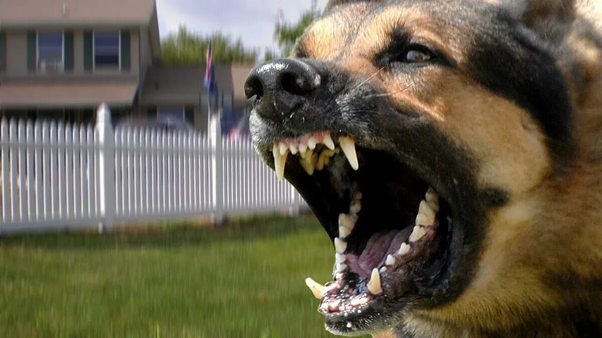 Злая собака. Американский питбультерьер злой. Злая видео. Злая видео. Злая видео.