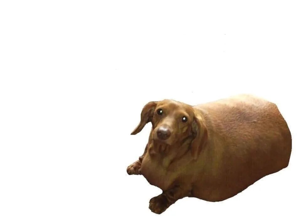 Мем енота, пушистик помер. Бросили мем. Киннить это. Киннить это. Киннить персонажа это.