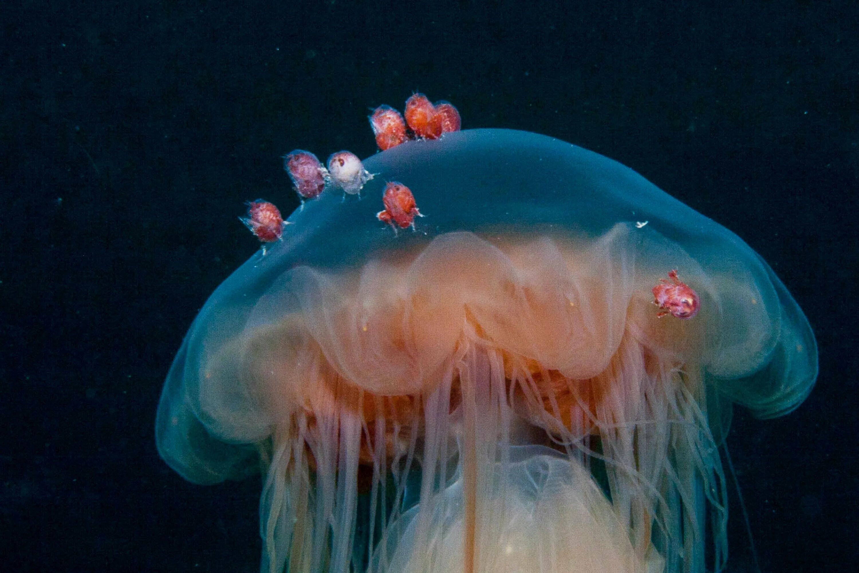 Номура. Арктическая медуза цианея. Медуза волосистая цианея. Арктическая гигантская медуза цианея. Арктическая цианея маленькая.