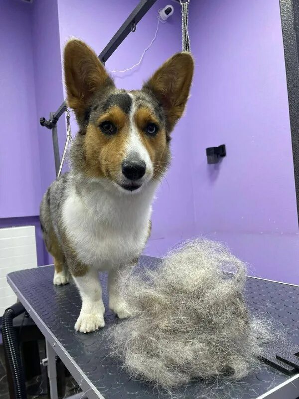 пушистый рай нема. фф пушистый рай. пушистый рай 9. пушистый чехол для телефона. пушистый рай 2024.