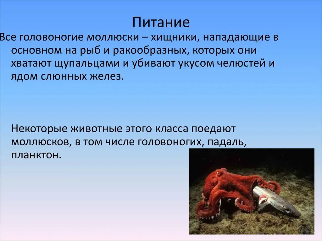 Питание головоногих