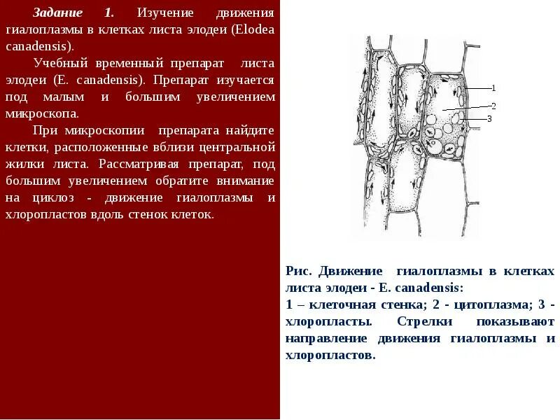 Гиалоплазма - презентация, доклад, проект скачать
