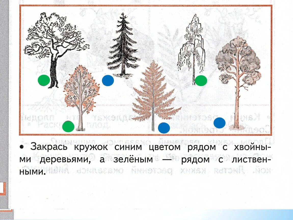 Тест кустики 4 класс с ответами. Хвойные и лиственные деревья задания. Хвойные и лиственные деревья задания для детей. Задание по окружающему миру деревья. Лиственные и хвойные деревья 1 класс задания.