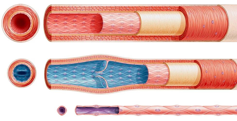 Расширение стенок сосудов. Сосуды артерии вены капилляры. Строение кровеносных сосудов человека анатомия. Строение артерий вен и капилляров.