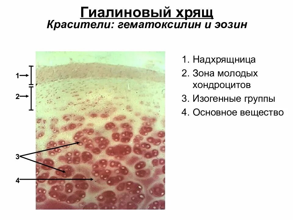 Изогенные группы. Гиалиновый хрящ под микроскопом строение. Хрящевая гистология. Гиалиновый хрящ базофильное вещество. Гиалиновая хрящевая ткань окраска гематоксилин эозин.