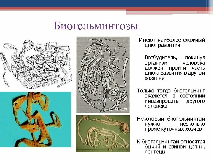 Биогельминтоз цикл развития. Возбудитель биогельминтозы. Биогельминтозы паразитология. Биогельминтозы и геогельминтозы. Биогельминтозы