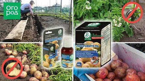 Покровитель для картофеля
