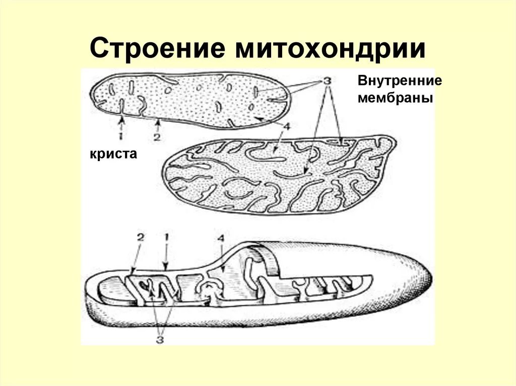 Записать строение митохондрии. Строение митохондрии. Строение митохондрии схематично. Митохондрии функции схема. Внутреннее строение митохондрии.