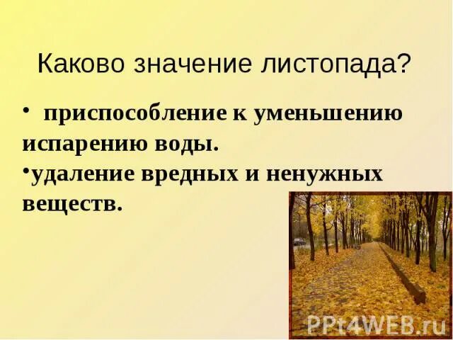 Значение листопада. Листопад это приспособление растений к. листопад это приспособление. адаптации растений листопад. каково значение приспособлений.