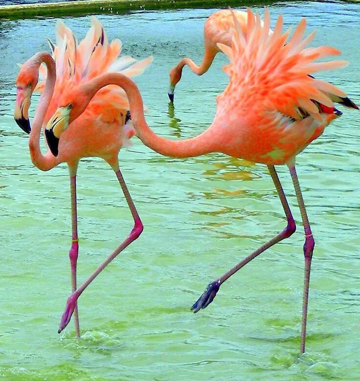 Фламинго танцует. Розовый Фламинго. Розовый Фламинго птица. Экзотические птицы Фламинго. Красивый Фламинго.