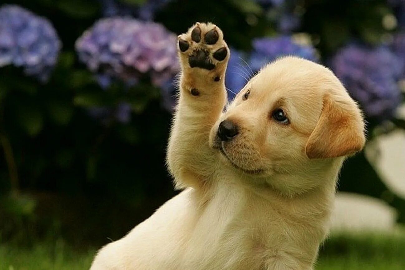 Собачка машет. Щенок 2013 puppy. фото пока. подборка животных. собака машет лапой.