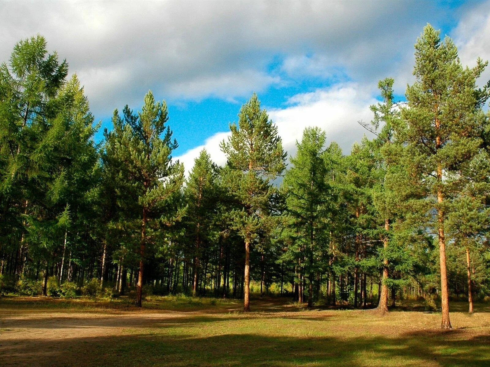 Сосны и ели под солнцем. Сосновый Бор (парк, Новосибирск). Иванишинская сосна. Сосновый лес Чувашии. Сосновый Бор Чувашия.