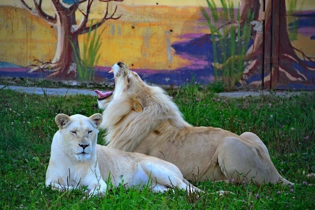 Белый Лев в Ярославском зоопарке. Зоопарк белый Лев Кипарисово. В зоопарке Ярославля Лев. Купить левы в ярославле