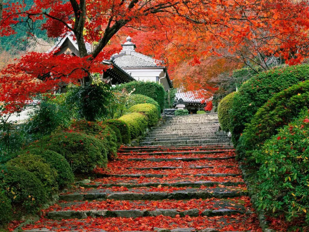 Стоки япония. Парк Сяншань в Пекине осенью. Сады Киото Япония. Йокогама Япония сад. Сад Коисикава Коракуэн Япония.