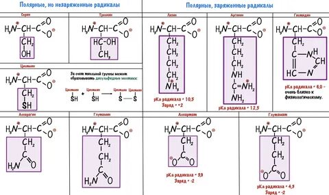Заряженные радикалы аминокислот