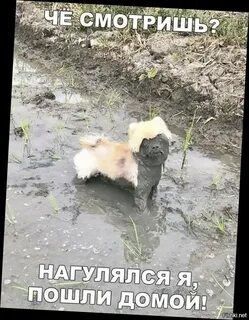 Не нагулялся я не нагулялся