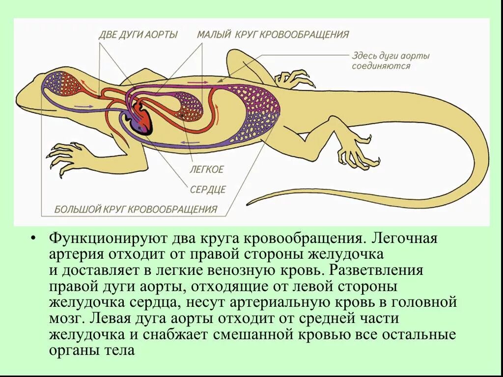 Клоака у земноводных и пресмыкающихся. Система кровообращения ящерицы. Строение кровеносной системы рептилий. Кровеносная система крокодила схема. Схема строения кровеносной системы пресмыкающихся.