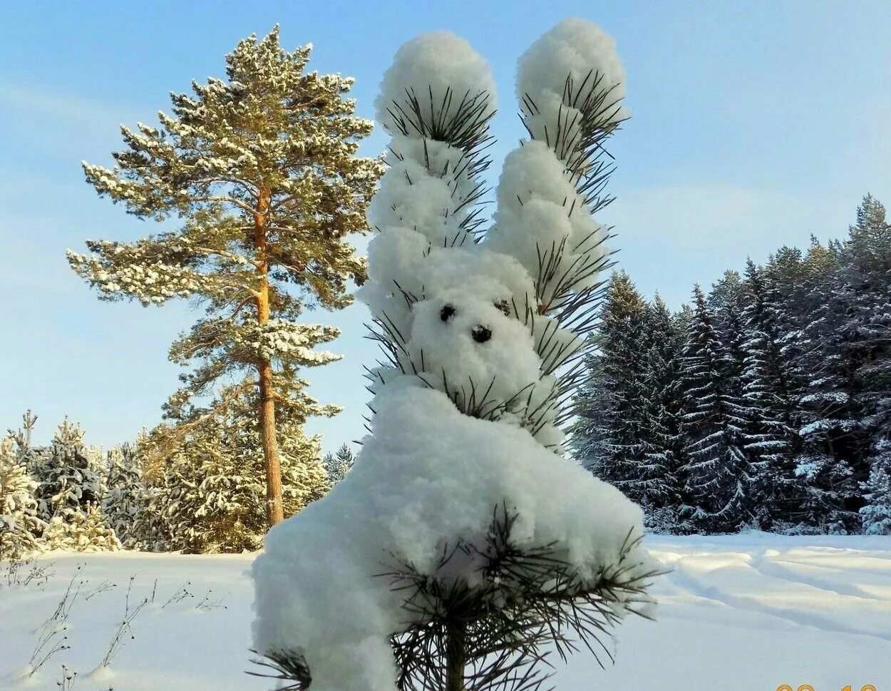 Зимнее чудо. Снежные причуды природы. Снежное чудо. Чудеса зимней природы.