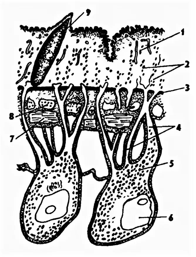 тегумент трематод строение. кожномускульнвц мешок трематол. покровы печеночного сосальщика. покровы тела сосальщиков. покровы печеночного сосальщика.