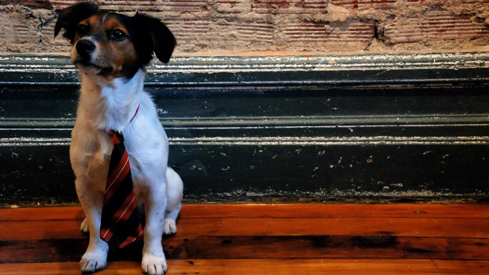 Собака подо. Солидные собаки. Собака техас. Солидные собаки. Лев псина.