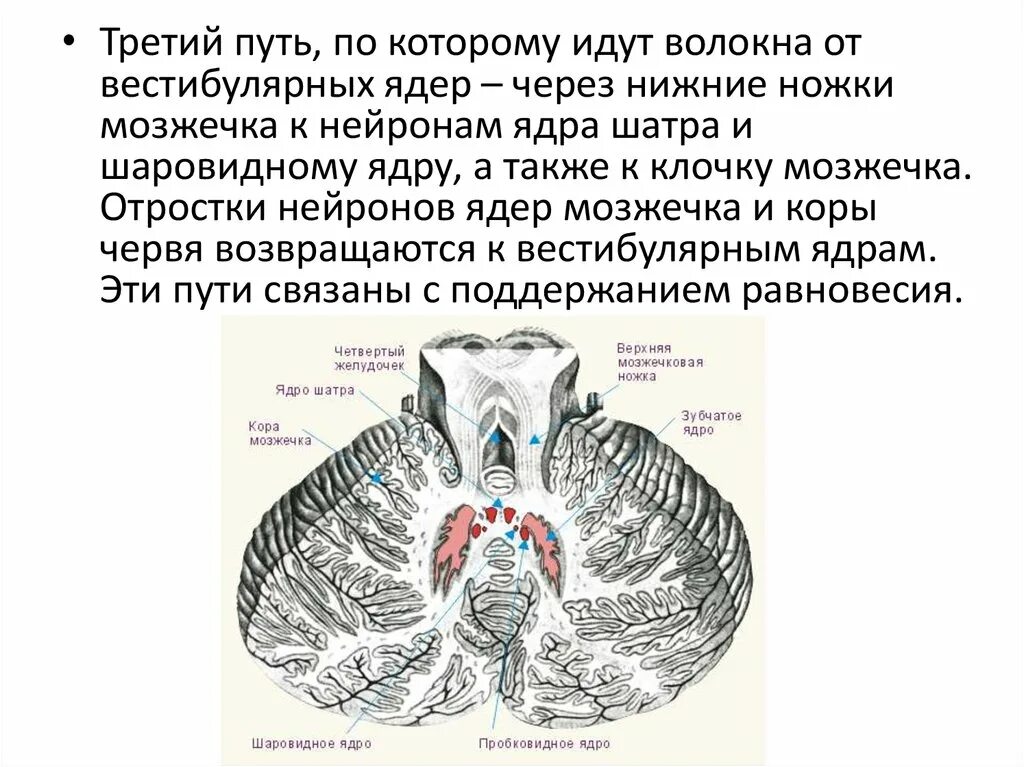 Афферентные пути мозжечка. Проводящий путь вестибулярного анализатора схема анатомия. Проводящие пути древнего мозжечка. Центральные вестибулярные пути. Пути от ядер мозжечка.