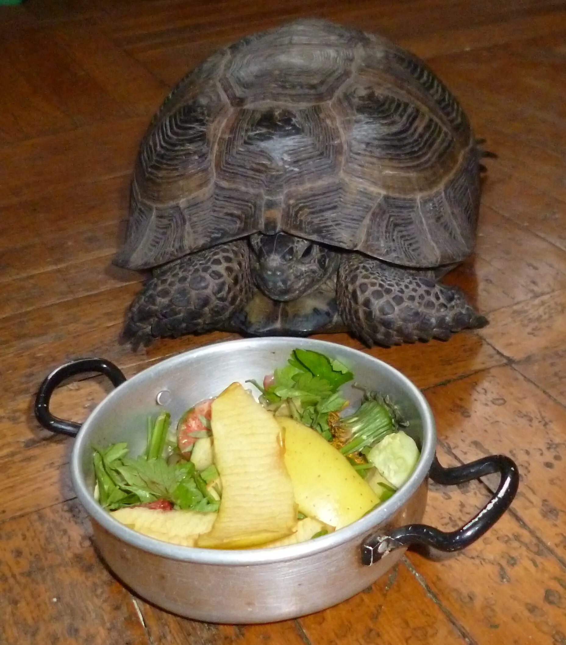 Сколько раз в день кормят черепах. Черепаха домашняя. Рацион черепахи. Еда для черепахи. Покормить черепаху.