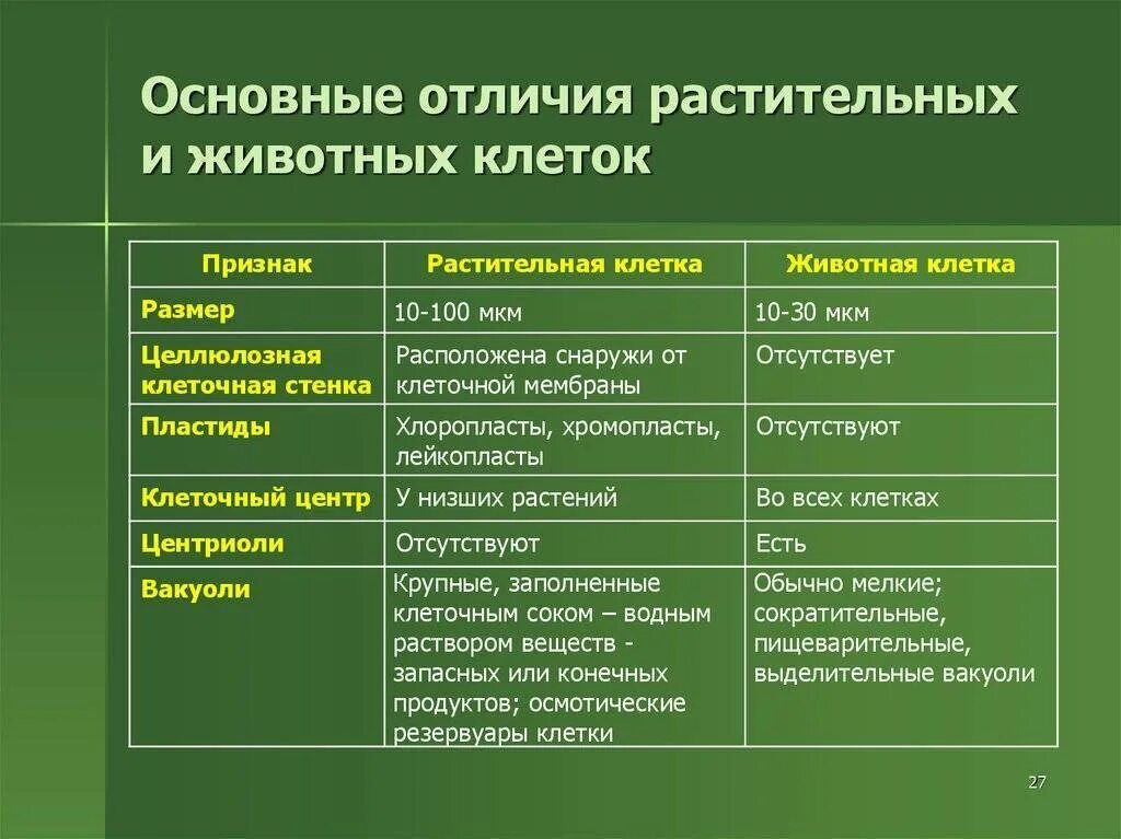 Растительная отличается от животной. Прокариотическая и эукариотическая клетка различия. Различия прокариотической и эукариотической клеток. Признаки эукариотической клетки и прокариотической. Основные отличия эукариотической клетки от прокариотической.