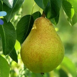 Саженцы дерево груш