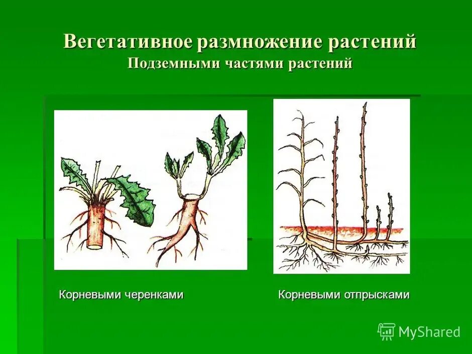 Вегетативное размножение корневыми черенками. Вегетативное размножение корневыми отпрысками. Размножение корневищами вегетативное размножение. Размножение корневыми отпрысками это вегетативное размножение. Термину вегетативное размножение