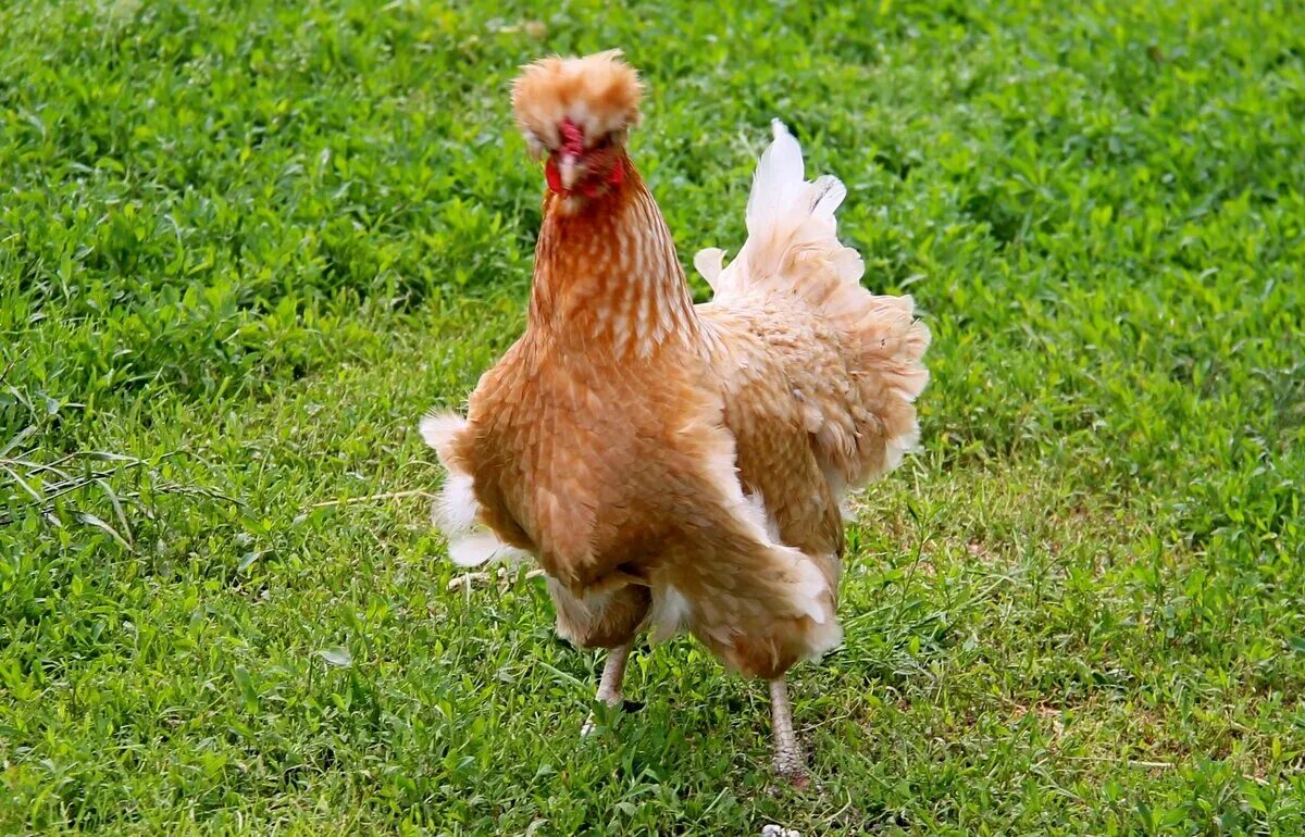 курица хохлатка. куры породы хохлатка. курицы русская хохлатая ситцевая. хохлатая курочка падуан. хохлатая несушка.