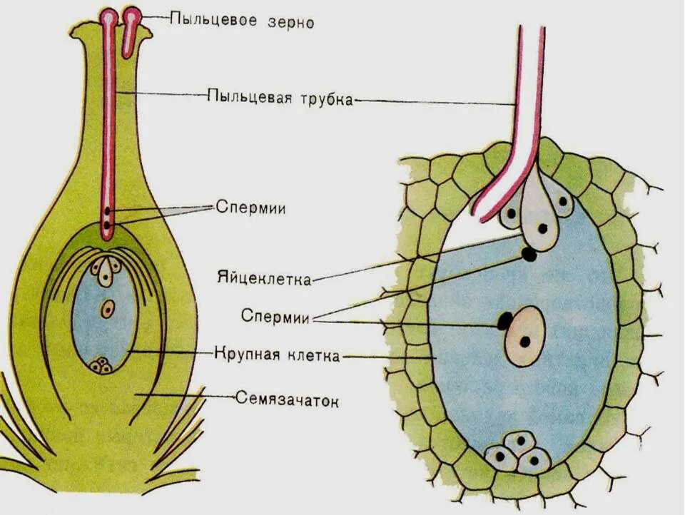 Где образуются пылинки у сосны. Строение зародышевого мешка. Оплодотворение покрытосеменных растений схема. Пыльцевая трубка у голосеменных. Вегетативная клетка генеративная клетка пыльцевая трубка.