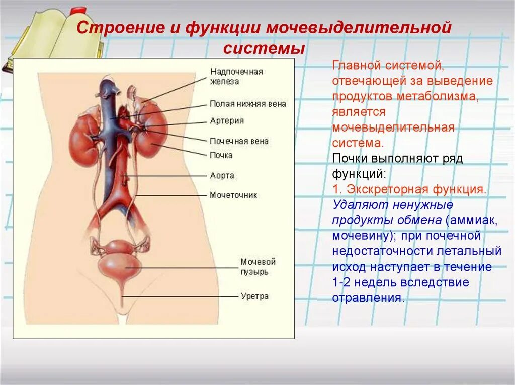 Парные органы выделения. Выделительная система человека строение и функции. Выделительная система человека строение и функции таблица. Строение и функции выделительной системы. Органы выделительной системы таблица 8 класс.