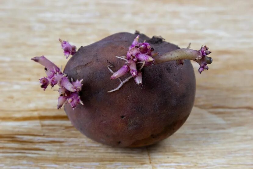 Можно ли есть картошку если она проросла. Проросшая картошка. Ростки картофеля. Картошка с ростками. Красная картошка с ростами.