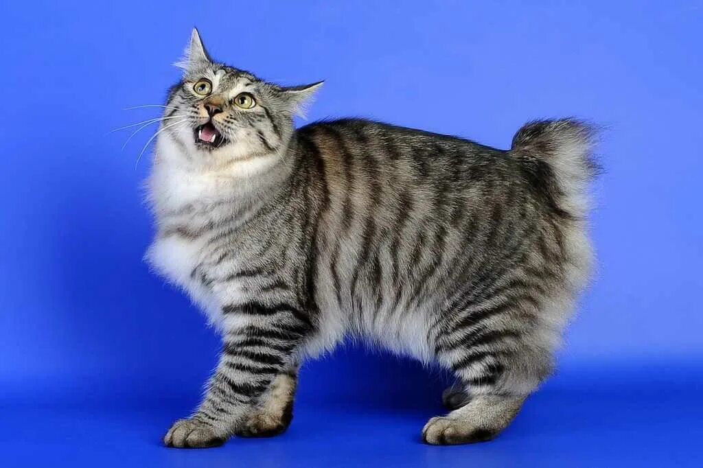 American bobtail. Курильский бобтейл. Бобтейл кошка. Курильский бобтейл кошка. Американский бобтейл.