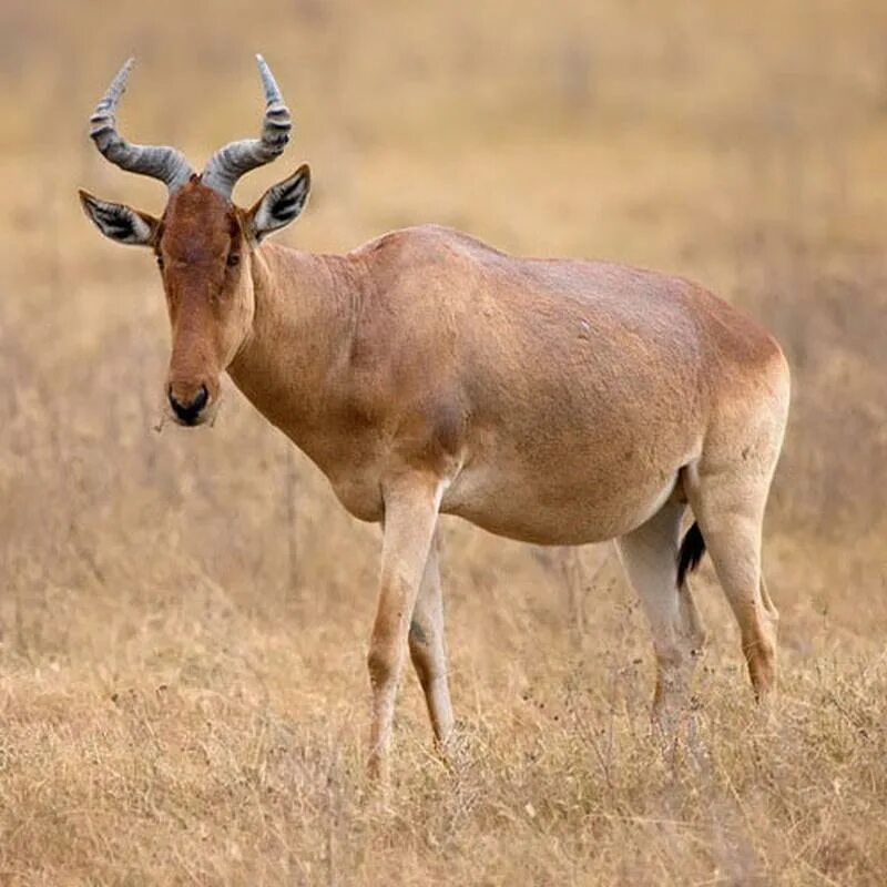 Полорогие представители. Hippotragus equinus. Alcelaphus caama. Винторогая антилопа гарна. Антилопы полорогие.